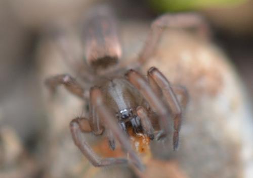 Réf. 244 190 : Haplodrassus sp.